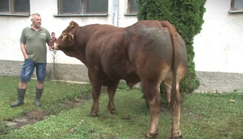 Nemá ani tri roky, váži viac než tonu a na konte má 70 teliat. Plemenný býk je pýchou farmy pri Svidníku