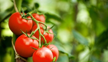 Máte veľa rajčín? Uvarte si na večeru tieto skvelé recepty