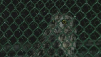 V minulosti sa niektoré Nového roka nedožili. Pozreli sme sa, ako zvládajú hlučné oslavy zvieratá v zoo