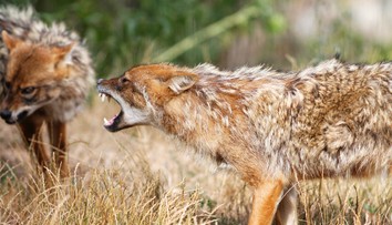 OBRAZOM: Väčšia ako líška, menšia ako vlk. V Česku sa šíri šelma z Balkánu, môže sa z nej stať hrozba