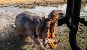 VIDEO: Neprestali nakrúcať, ani keď išlo do tuhého. Na dvojicu turistov zaútočil takmer slepý hroch