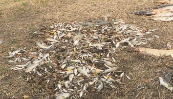 Rybári ostali šokovaní. V jazere na Záhorí uhynulo 700 rýb, príčinu stále zisťujú