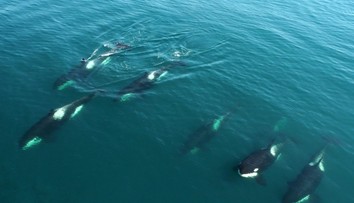 Skupina kosatiek potopila plachetnicu v Gibraltárskom prielive. Posádku musel zachraňovať ropný tanker