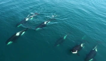 Skupina kosatiek potopila plachetnicu v Gibraltárskom prielive. Posádku musel zachraňovať ropný tanker