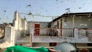 VIDEO: Indiu pustoší invázia kobyliek. Do krajiny prišli v obrovských počtoch