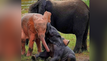 VIDEO: Vzácny ružový slon zachytený pri hre vo vodnom napájadle. Za jeho vzhľad môže dedičná porucha