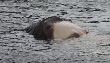 VIDEO: V Bilbau pláva hlava topiaceho sa dievčaťa, ľudia sú znepokojení