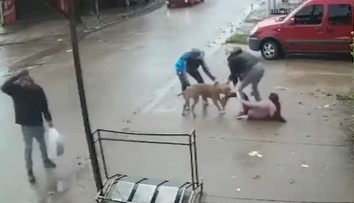 VIDEO: Hororový útok pitbulla. Dievčaťu (7) takmer odtrhol nohu, nepustil ju ani po kopancoch
