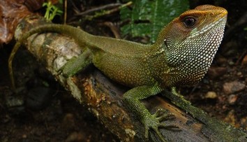 FOTO: Vedci objavili v Južnej Amerike nový druh jaštera. Pomenovanie dostal po spevákovi známej kapely