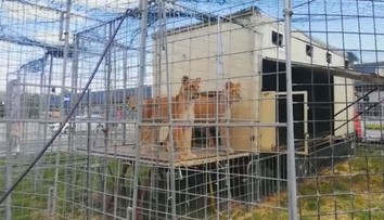 Veterina problém nevidela, policajti áno. Syn majiteľa slávneho českého cirkusu čelí vážnemu obvineniu