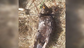 Pytliactvo na Liptove. Pri rieke Belá našli samicu bobra so zlomenými väzmi