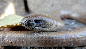 V Česku opäť pátrajú po hadovi. Tentoraz v supermarkete