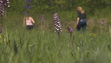Takýto poklad máme na Slovensku. Ukážeme vám unikátne miesto, kde rastú divé orchidey