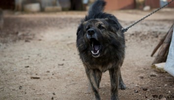 Schválené! Psa už nebudete môcť držať na dvore na reťazi či šnúre