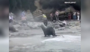 VIDEO: Krik a strach. Na dovolenkárov sa vrhli morské levy