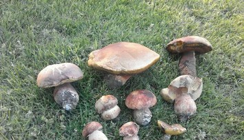 Už rastú! Na Záhorí sa objavili prvé dubáky