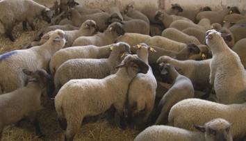 Na verejnosť sa dostali zábery krutého prevozu jahniat, ochranári hovoria o stredovekých metódach