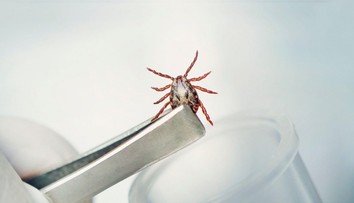 Stúpa počet nakazených kliešťovou encefalitídou. Má dlhodobé následky a liečba je komplikovaná