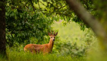 Vypadali mu zuby a trpel silnými bolesťami. Jeleňa museli utratiť pre nezodpovedné správanie turistov