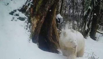 VIDEO: Tri roky o nej nebolo počuť.  Jedinú albínsku pandu na svete zachytila fotopasca počas hry