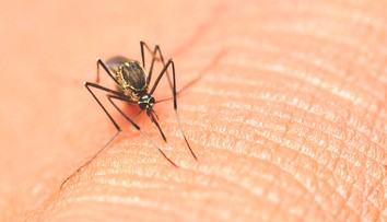 USA zaznamenali prvé lokálne šírenie závažného infekčného ochorenia, ktoré prenášajú komáre