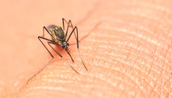 USA zaznamenali prvé lokálne šírenie závažného infekčného ochorenia, ktoré prenášajú komáre