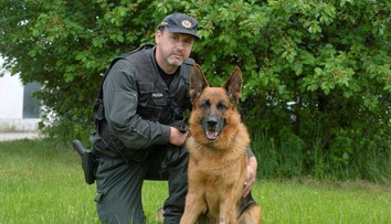 Nie Rex, ale Vels! Vlčiak v Bratislave vyňuchal zlodeja, ktorý sa vyhýbal base