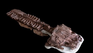 V Afrike našli fosíliu obrovskej šelmy, ktorá žila dávno pred dinosaurami