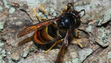 Chorvátskom sa šíri nebezpečný hmyz. Muž po jeho bodnutí skončil v nemocnici