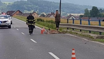 Motorkár sa pri Hybe zrazil s jeleňom, skončil v bezvedomí v nemocnici