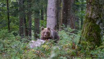 Hubára zo stredného Slovenska museli po strete s medveďom ošetriť