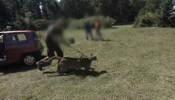 Poľská polícia pátra po pume a jej majiteľovi, ktorí utiekli do lesa