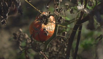 Prichádzajú mrazy a záhradkárom sa kráti čas. S oberaním zeleniny a ovocia už nemôžu čakať
