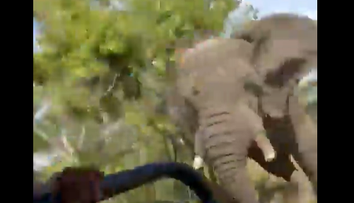 VIDEO: Smrtiaci útok slona na autobus plný turistov. Jedna žena jeho besnenie neprežila