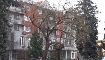 V Púchove musia zlikvidovať desiatky stromov, medzi nimi aj veľké a zdravé. Miestni aktivisti sa búria