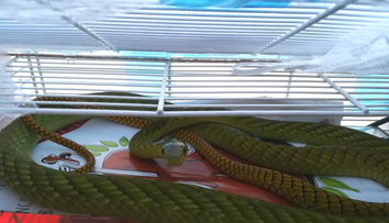 Žena, ktorú v Prahe pohrýzla jedovatá mamba, zomrela v nemocnici