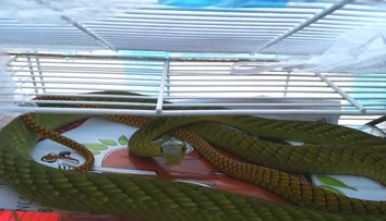 Žena, ktorú v Prahe pohrýzla jedovatá mamba, zomrela v nemocnici