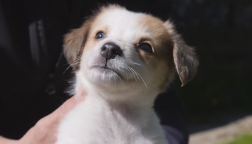 Povinné čipovanie má aj svoju odvrátenú tvár: Nemajetní radšej vyhodia zviera na ulicu