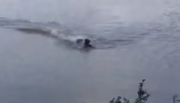 VIDEO: Muž nerešpektoval upozornenie, takmer na to doplatil. Prenasledoval ho a vzápätí napadol aligátor