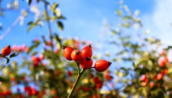 Obdobie šípok je tu! Nazbierajte tie správne a vyliečte s nimi zdravotné problémy