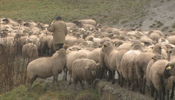 Oviec na našich pasienkoch ubúda. Hrozí, že tradičné salaše o pár rokov zaniknú