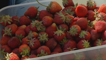 Niekde ich už zbierajú, inde ešte len kvitnú. Pri Trnave sa začal samozber jahôd, na Orave ich čakajú až o mesiac