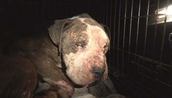 Pri Komárne sme objavili pohrebisko psov. Boli obeťami psích zápasov