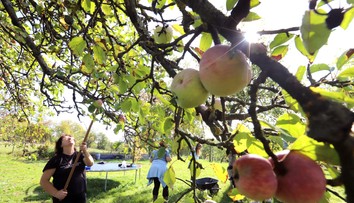 Záhradkárom opadávajú jablká už v auguste. Skúsení ovocinári prezradili zásadnú chybu
