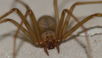 Turistu v Grécku neuhryzol pavúk, ako si lekári mysleli. Pitva odhalila skutočnú príčinu smrti