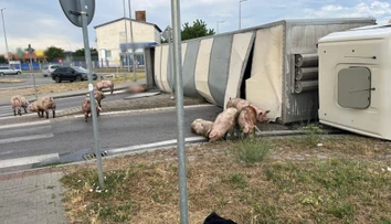 V Senci sa prevrátil kamión s ošípanými. Časť uhynula, ďalšie sa pohybujú v okolí