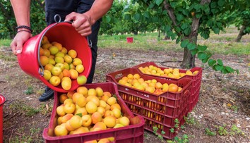 Chcete brigádovať v zahraničí? Policajtka prezradila, na čo by ste si mali dávať pozor