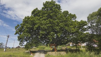 Spoznajte strom roka. Vzácny prastarý dub sa vyníma nad malou dedinkou