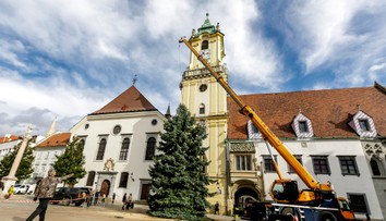 Bratislava už má vianočný stromček. Na záhrade pána Jozefa v Karlovej Vsi stál dlhé roky