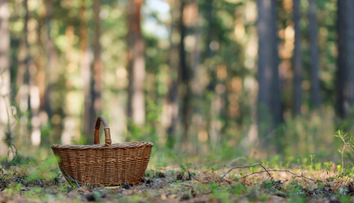 Hubári sú v šoku. V lesoch už nájdete obľúbenú hubu, ktorá sa bežne vyskytuje pred začiatkom leta